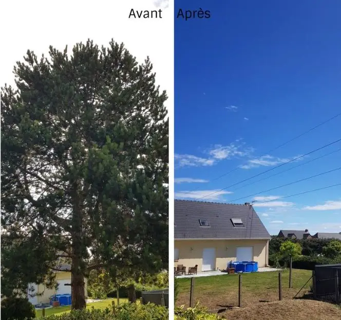 Avant et après l’abattage d’un grand pin devant une maison