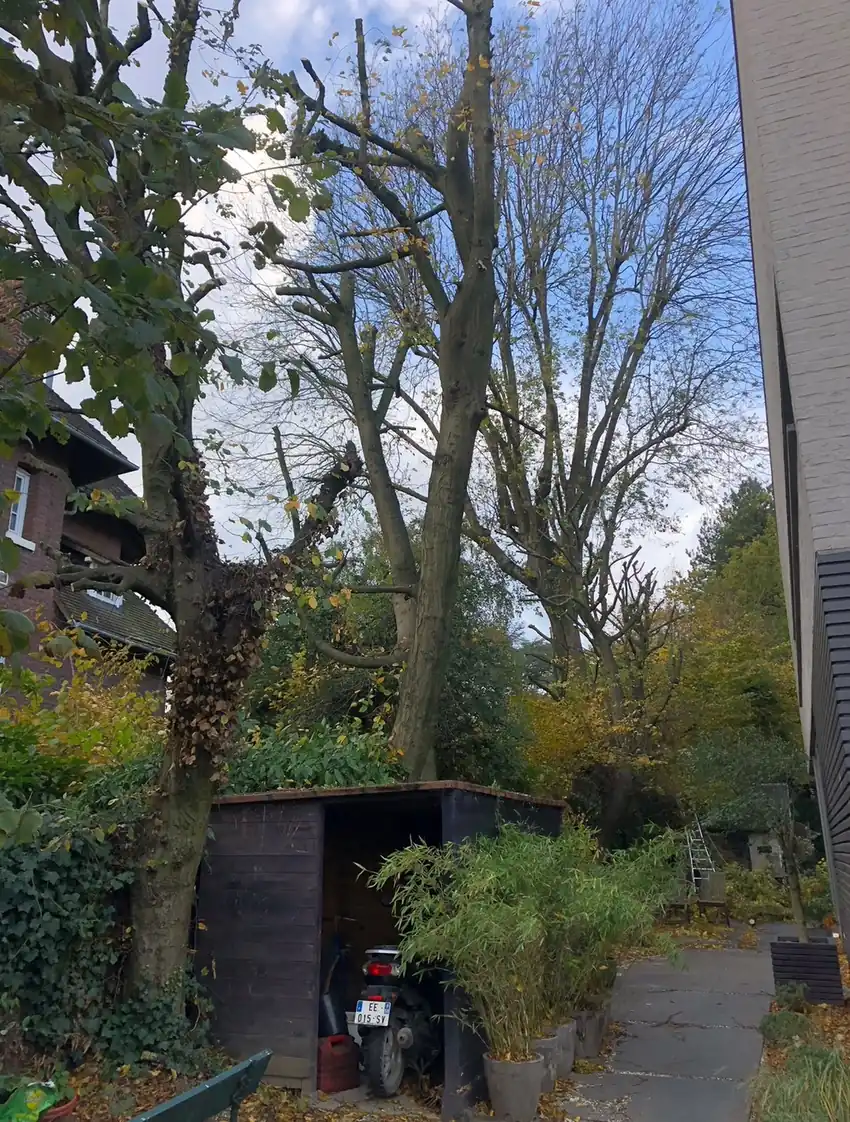 Arbres de jardin avant intervention