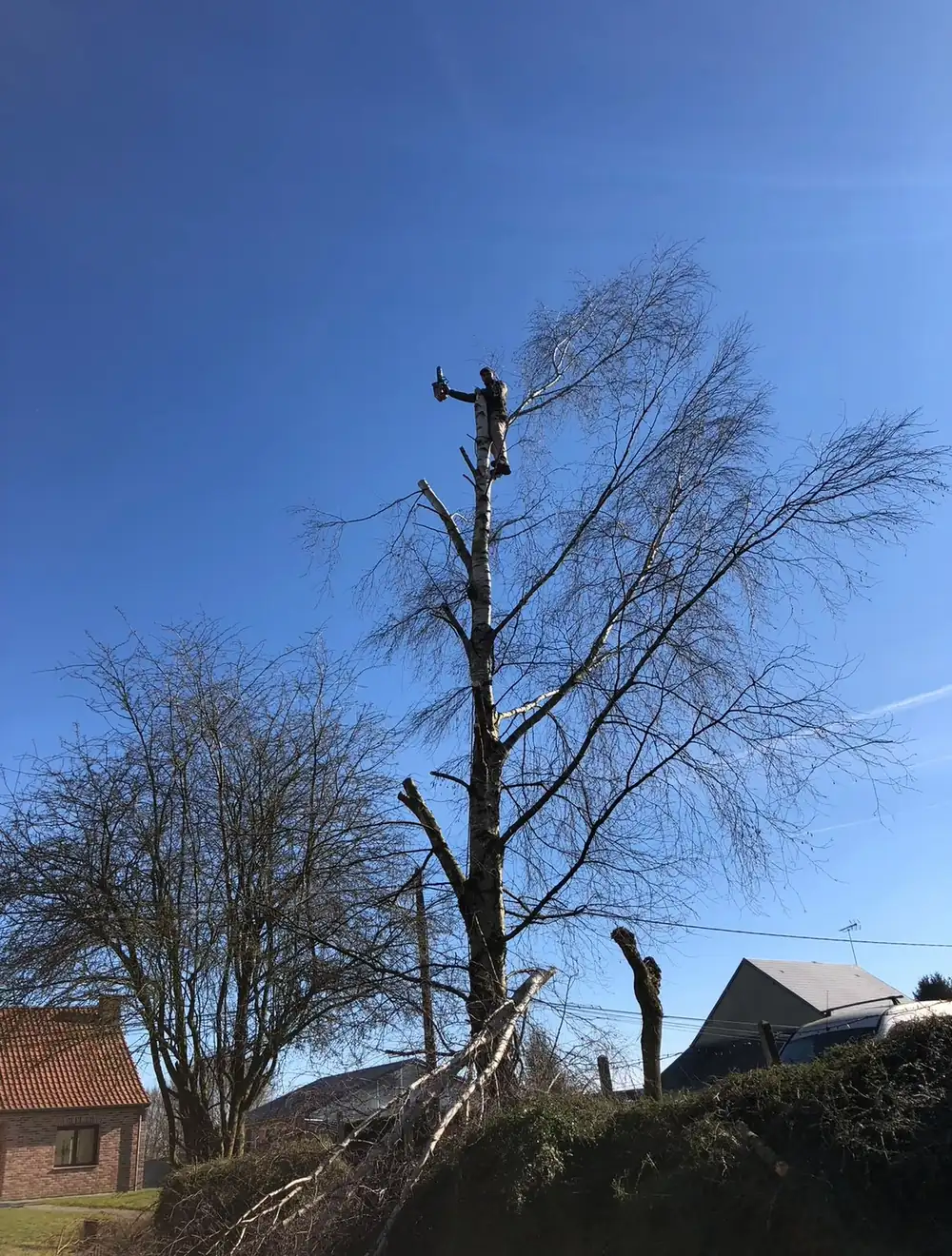 Démontage d'un arbre près des maisons