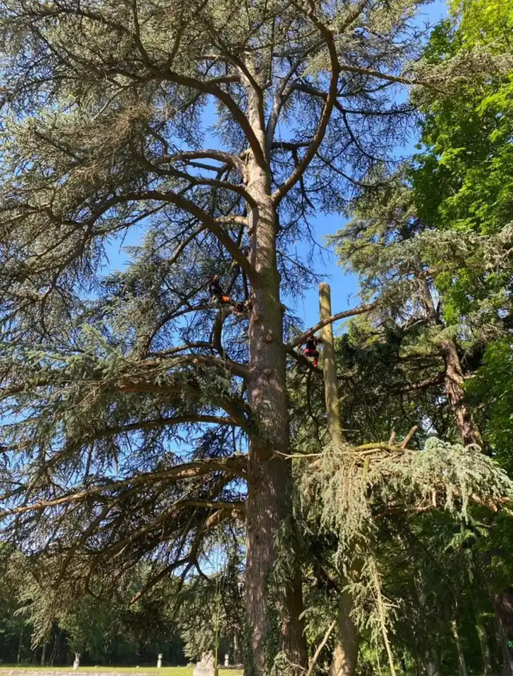 Élagage d'un grand cèdre