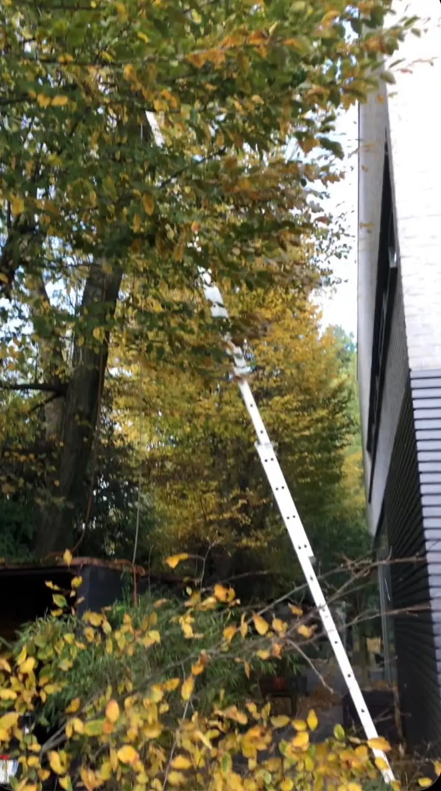 Arbre élagué le long d'une façade