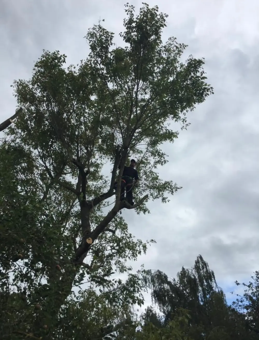Élagueur à la grimpe dans un grand arbre