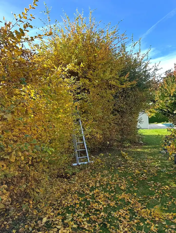 Haie et jardin en automne avant entretien
