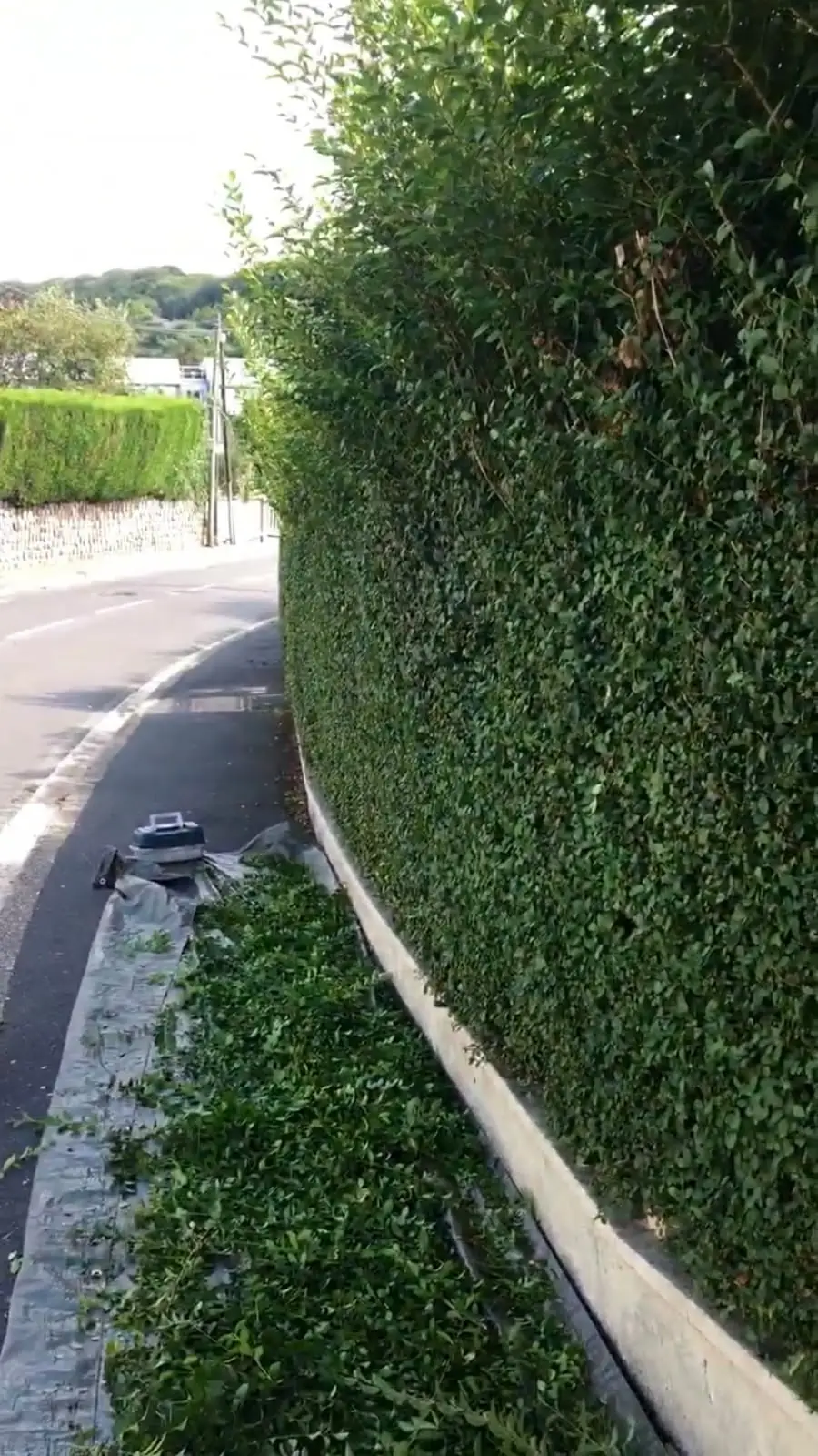Haie taillée le long d'une route