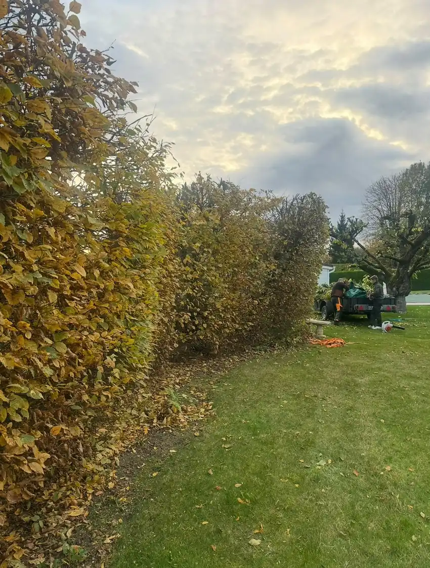Haie champêtre en automne
