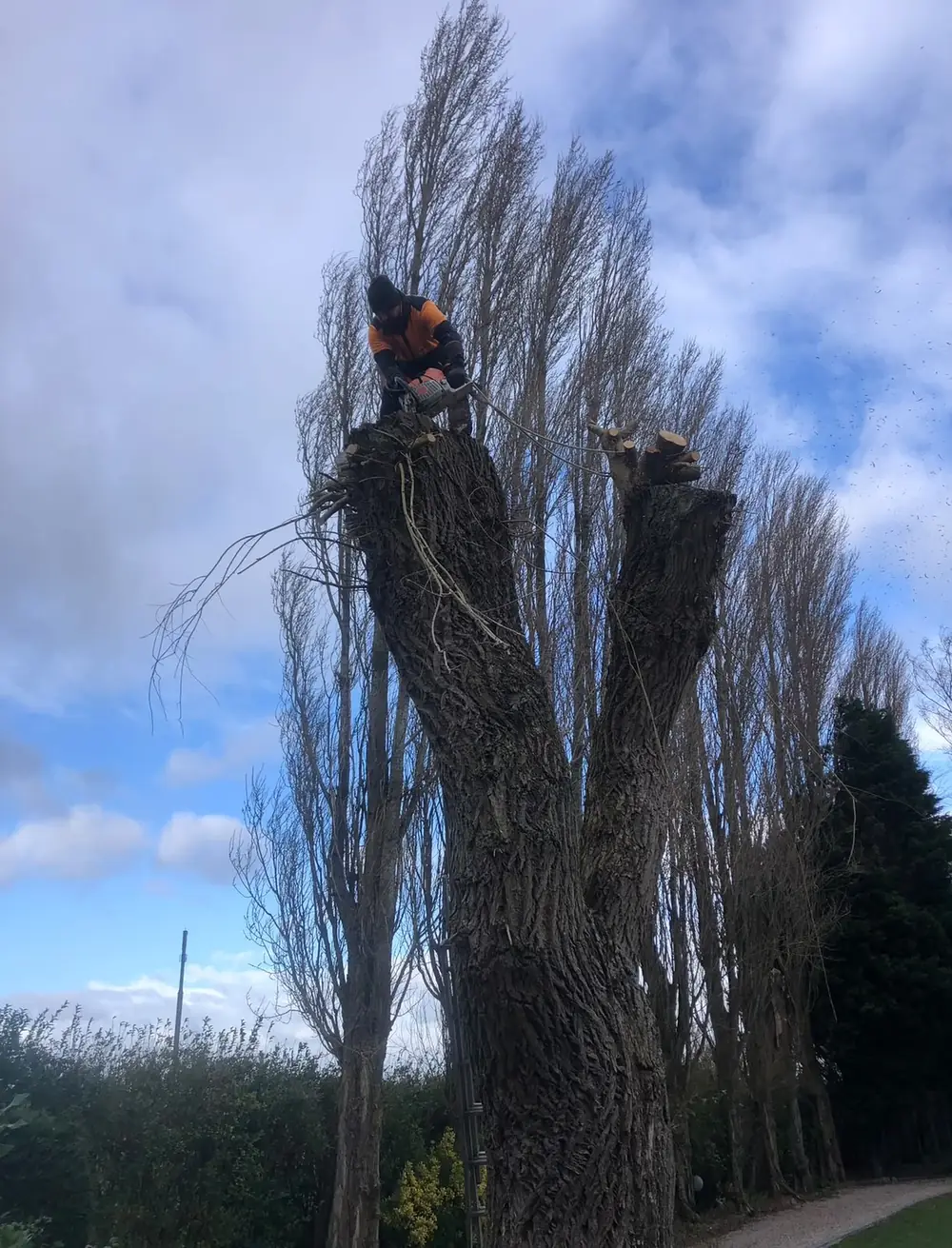 Grimpeur élagueur au sommet d’un grand peuplier taillé en têtard