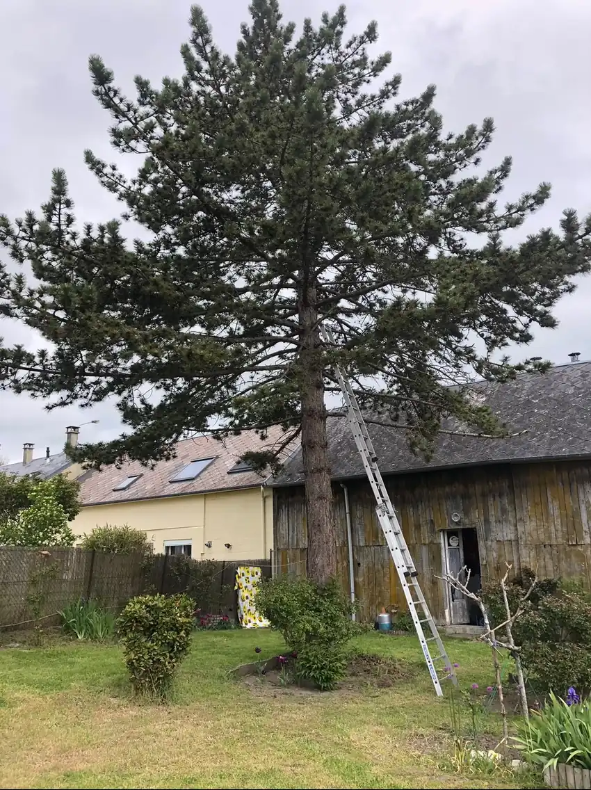 Pin élagué près d'une maison