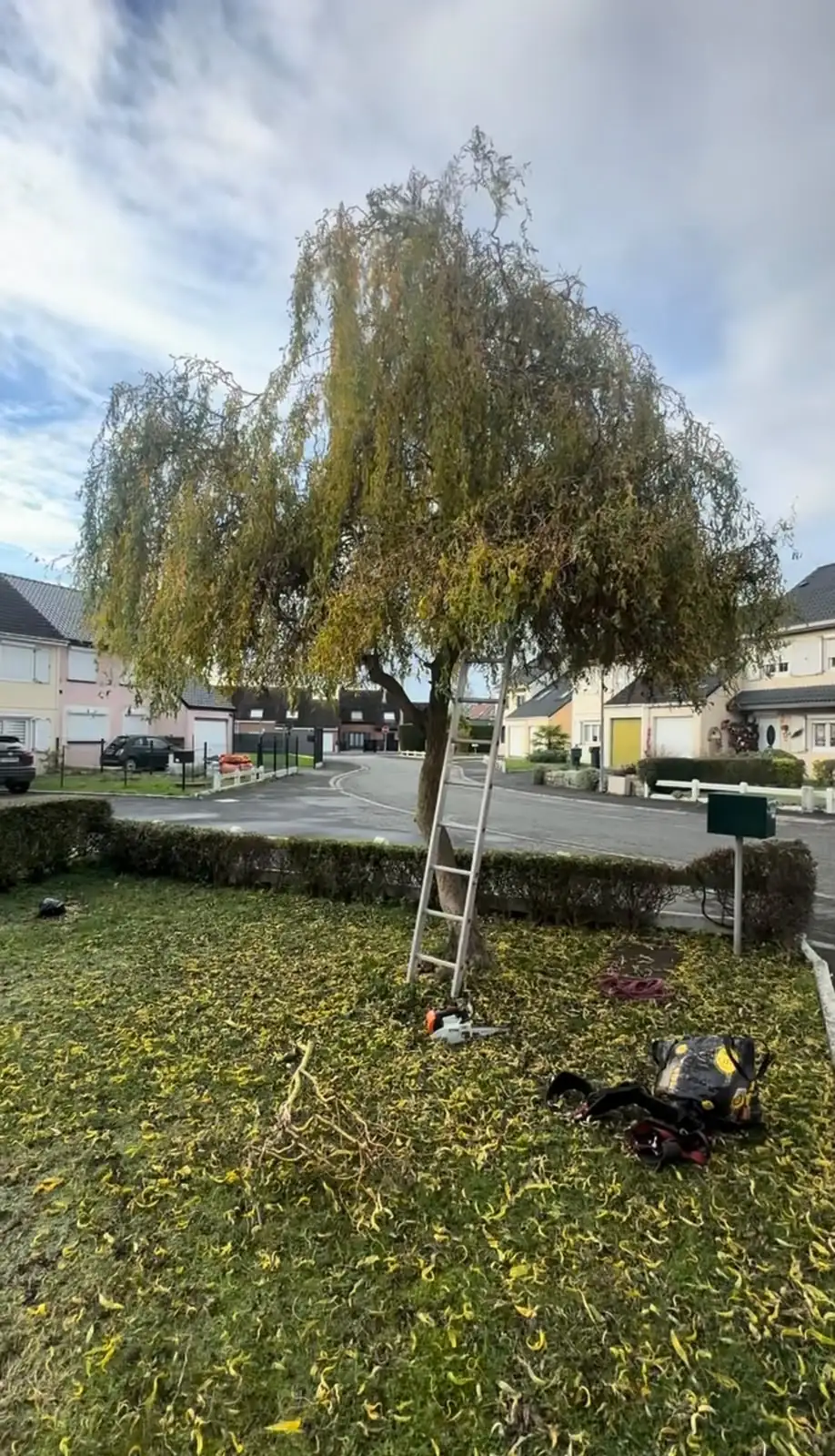 Saule pleureur remis en forme