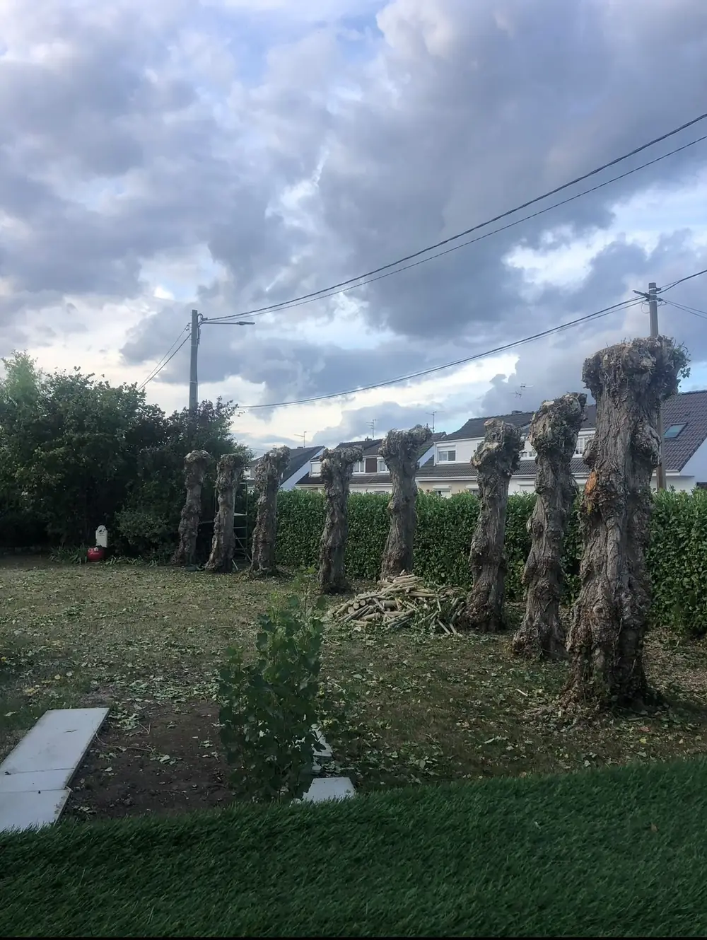 Alignement d'arbres taillés en têtard