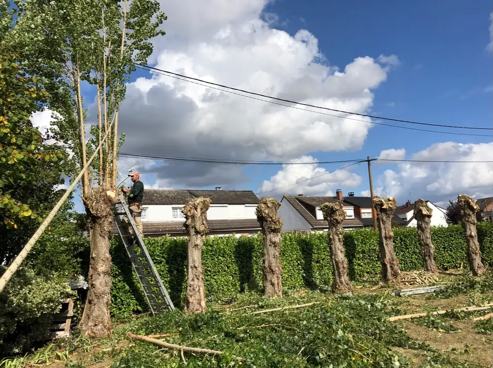 Chantier de taille en têtard le long d'une haie